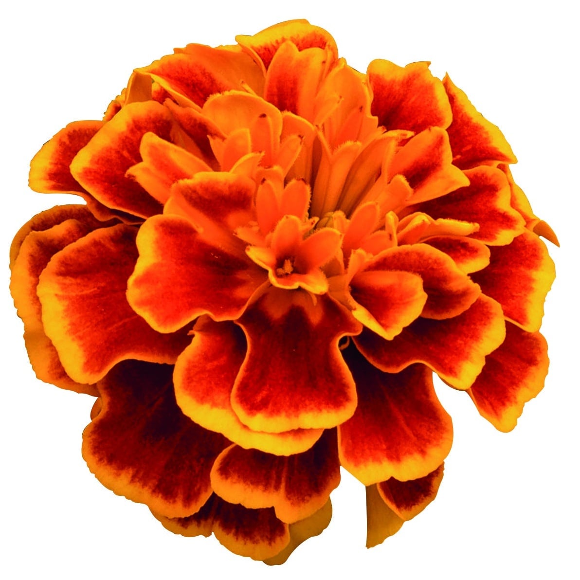 Marigold French, Super Hero™ Orange Flame Marigold French, Super Hero™ Orange Flame