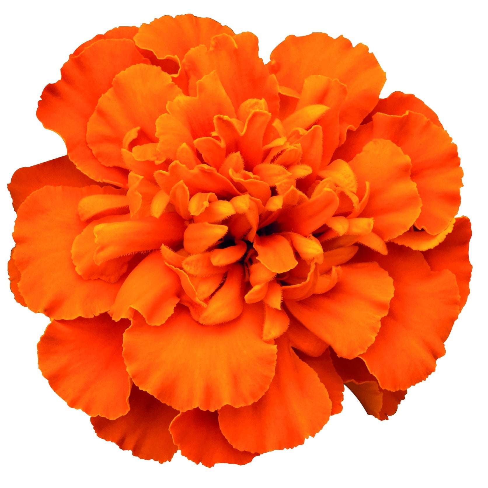 Marigold French, Super Hero™ Deep Orange Marigold French, Super Hero™ Deep Orange