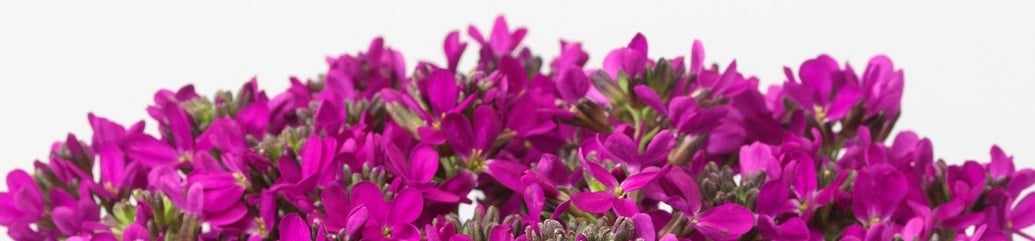 Arabis Blepharophylla, Rose Delight